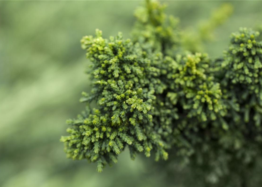 Chamaecyparis obtusa 'Chirimen'