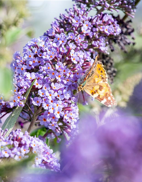 Sommerflieder 'Empire Blue'