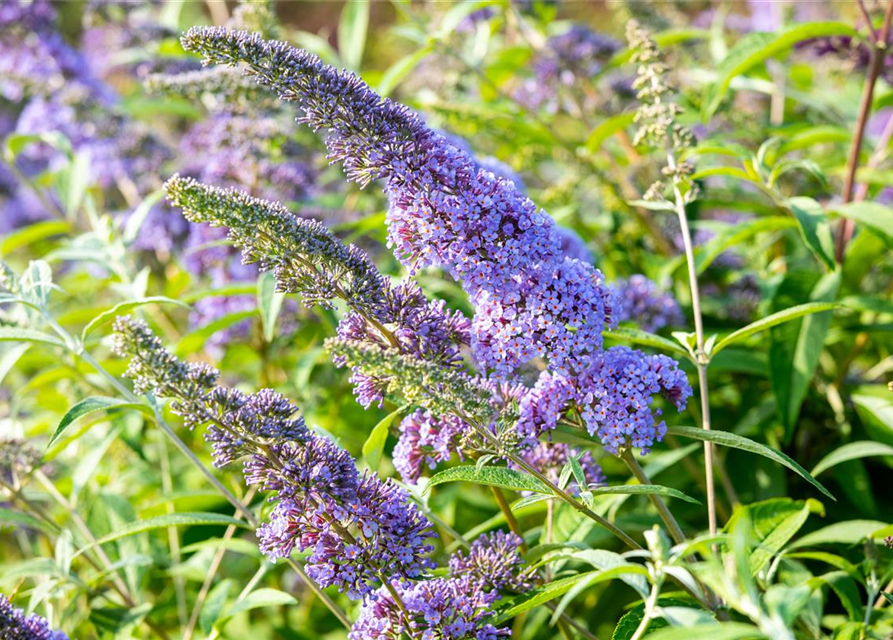 Sommerflieder 'Empire Blue'