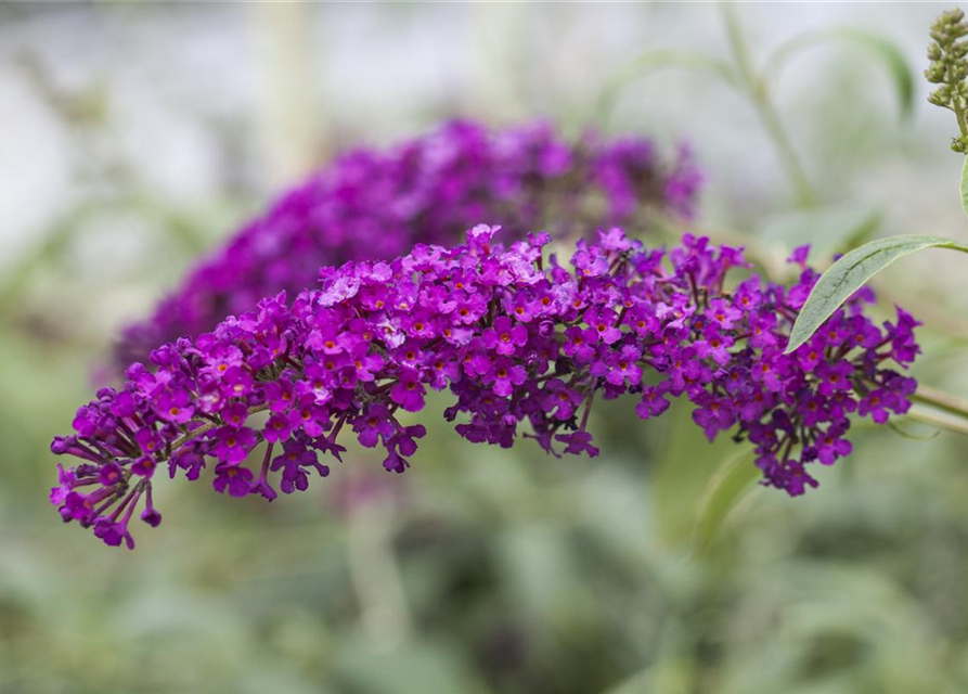 Sommerflieder 'Royal Red'