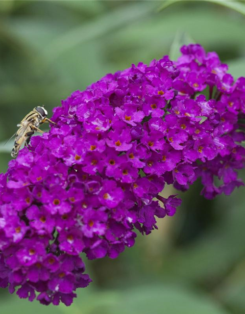 Sommerflieder 'Royal Red'