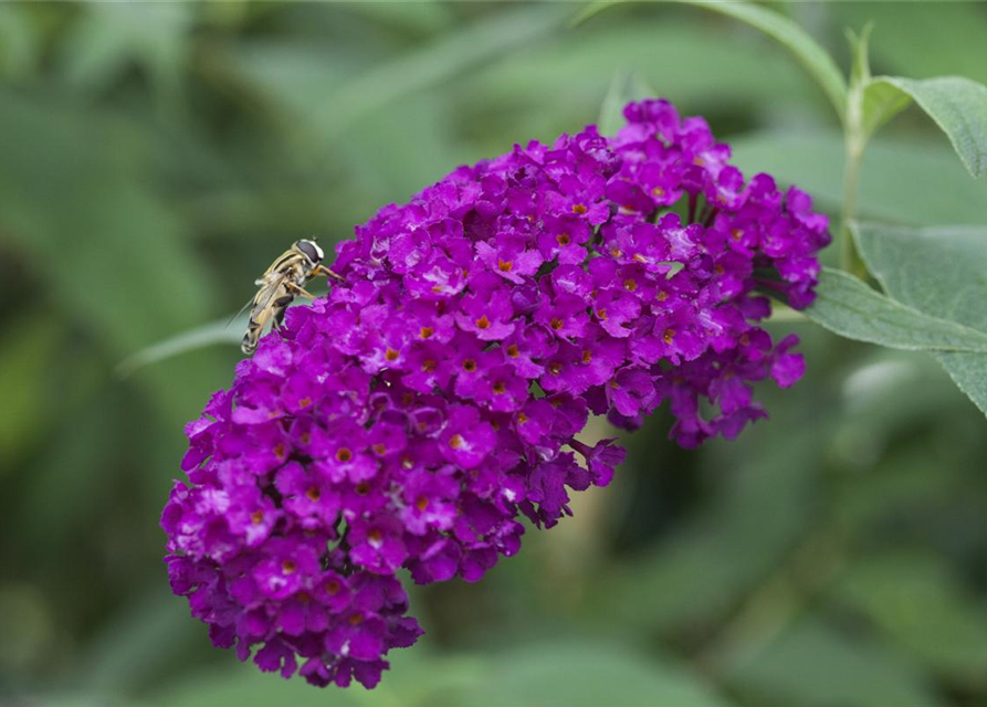 Sommerflieder 'Royal Red'