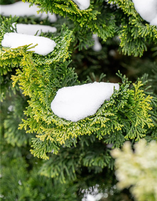 Chamaecyparis obtusa 'Nana Gracilis'