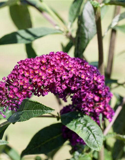 Sommerflieder 'Royal Red'