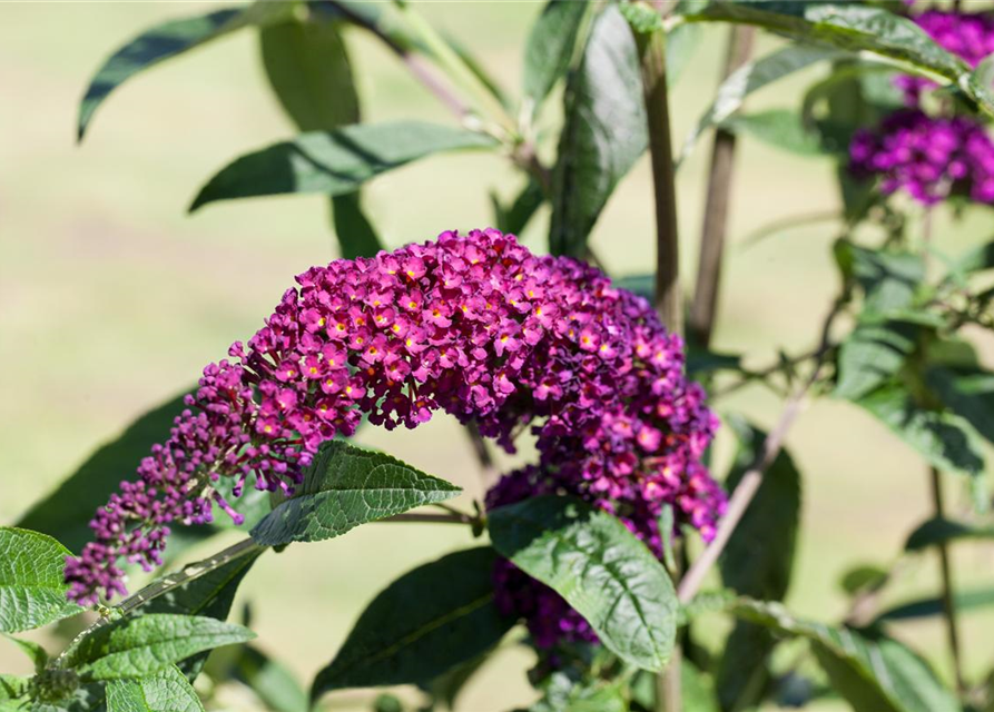 Sommerflieder 'Royal Red'