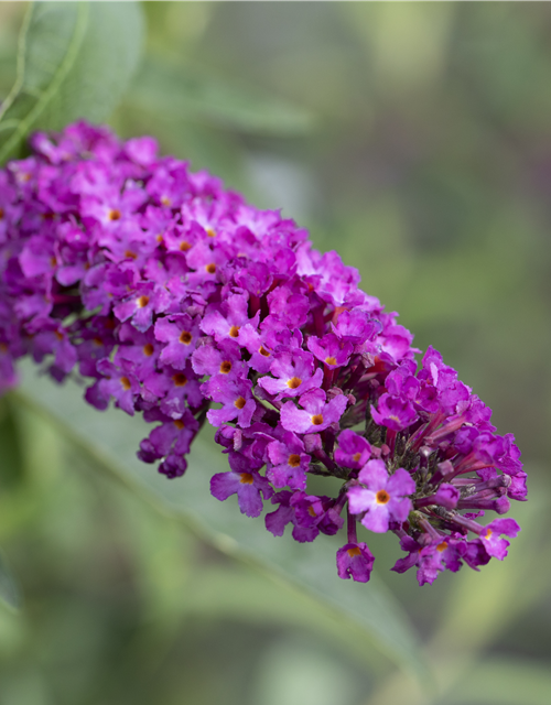 Sommerflieder 'Royal Red'