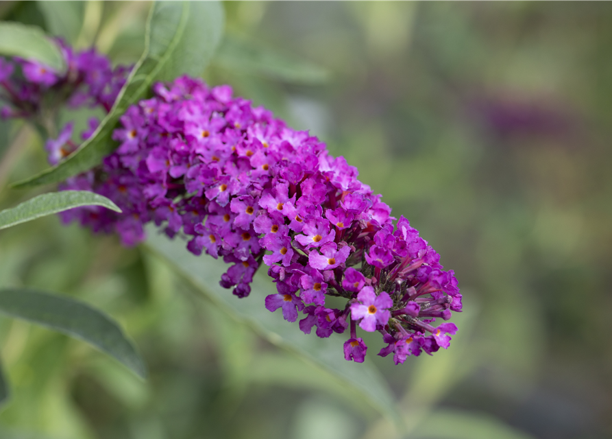 Sommerflieder 'Royal Red'