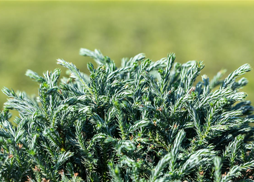 Chamaecyparis pisifera 'Blue Moon' 