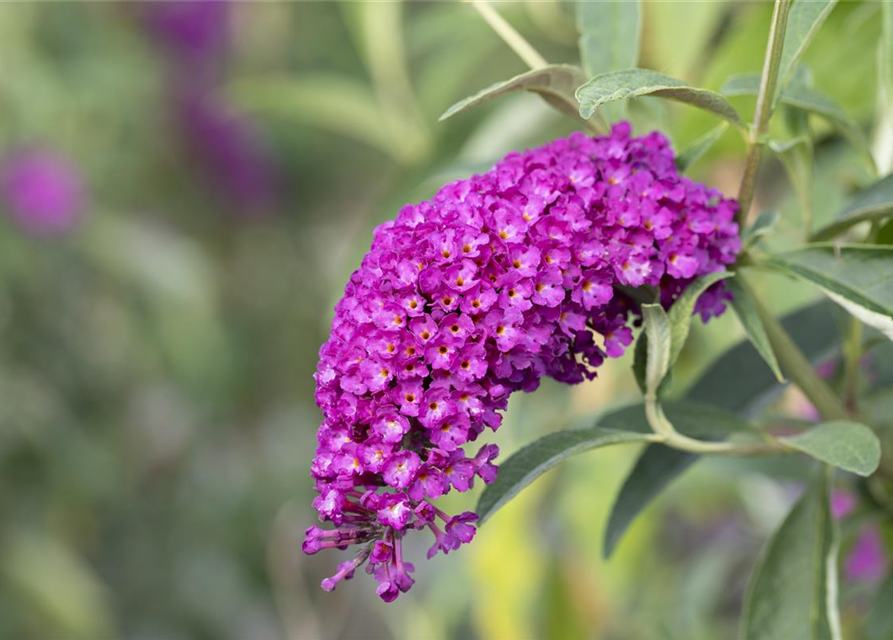 Sommerflieder 'Royal Red'