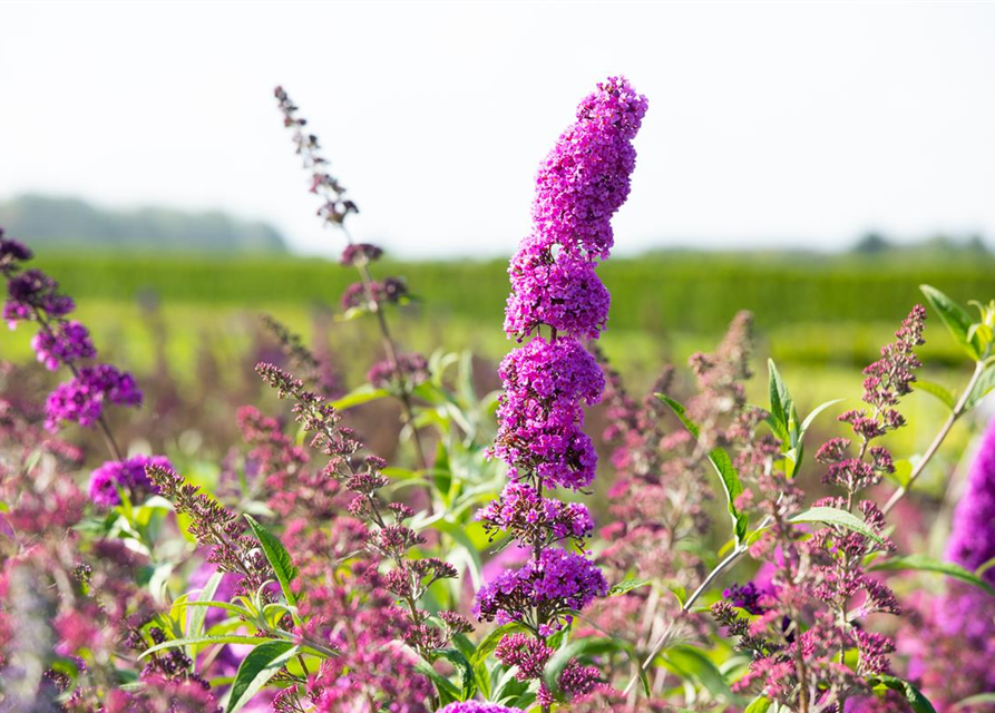 Sommerflieder 'Royal Red'