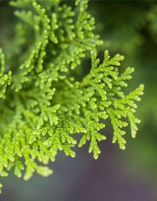 Chamaecyparis obtusa 'Nana Gracilis'