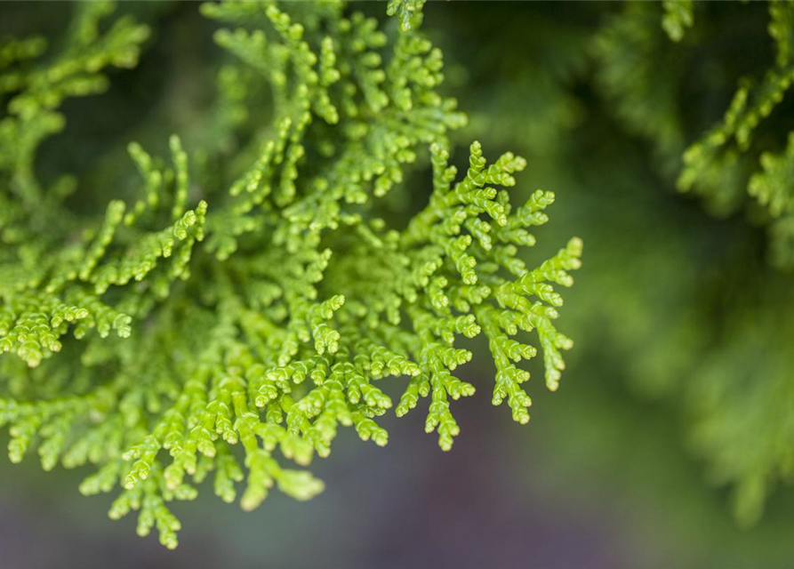 Chamaecyparis obtusa 'Nana Gracilis'