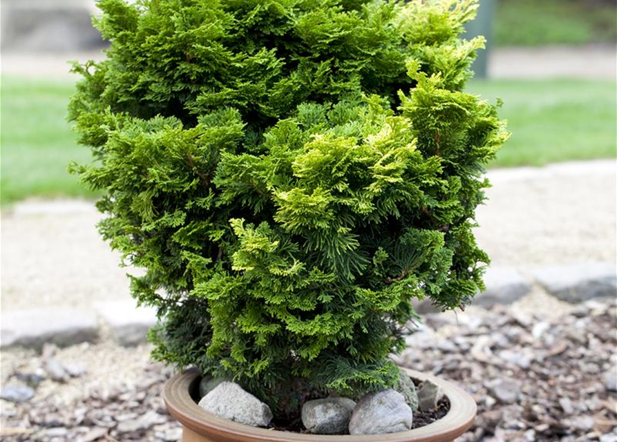 Chamaecyparis obtusa 'Nana Gracilis'