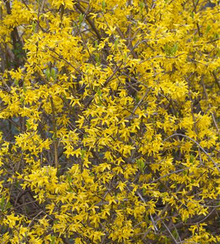 Forsythia intermedia 'Lynwood'