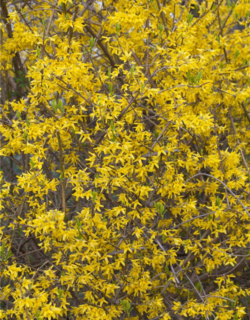 Forsythia intermedia 'Lynwood'