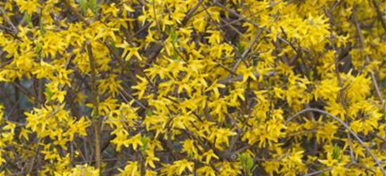 Forsythia intermedia 'Lynwood'