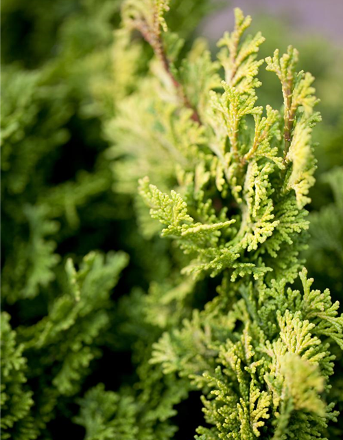 Chamaecyparis obtusa 'Nana Gracilis'