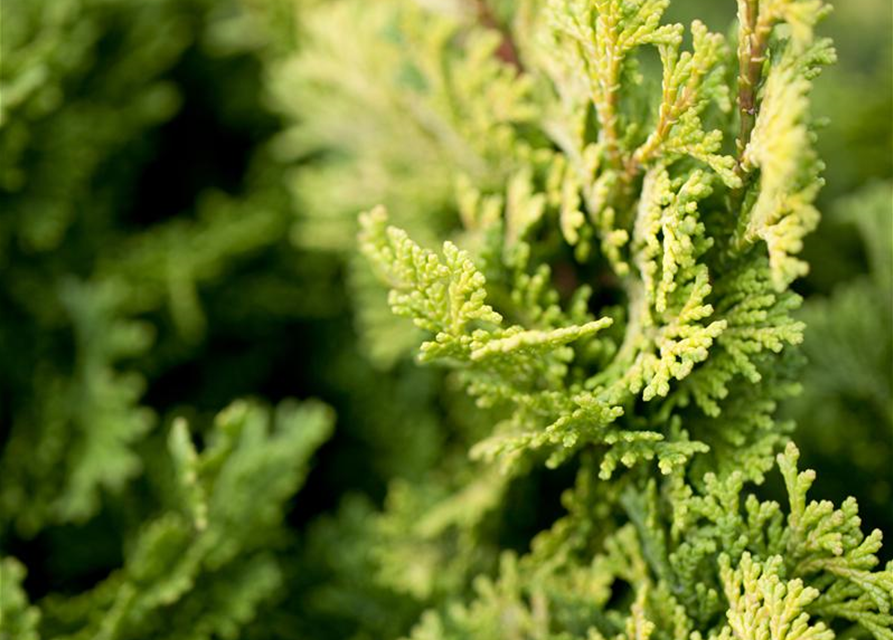 Chamaecyparis obtusa 'Nana Gracilis'