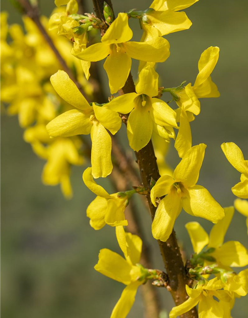 Forsythia intermedia 'Lynwood'