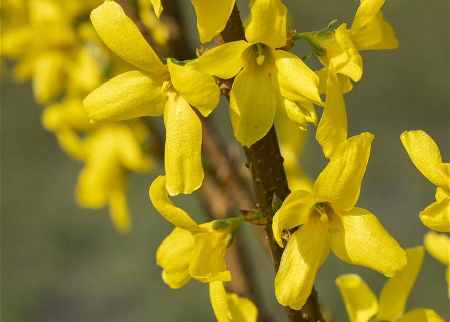 Forsythia intermedia 'Lynwood'