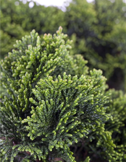 Chamaecyparis obtusa 'Nana Gracilis'