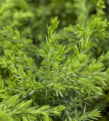 Juniperus communis 'Green Mantle'