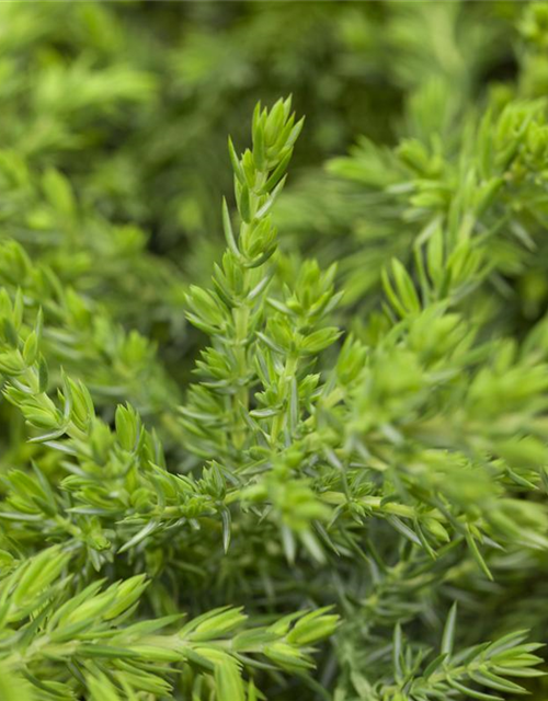 Juniperus communis 'Green Mantle'