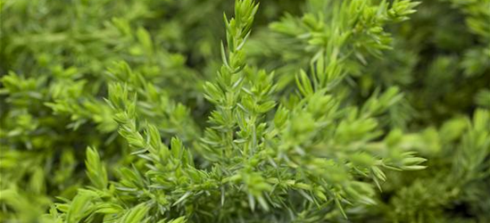 Juniperus communis 'Green Mantle'