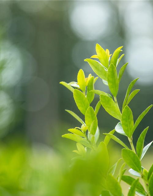 Ilex crenata 'Fastigiata'