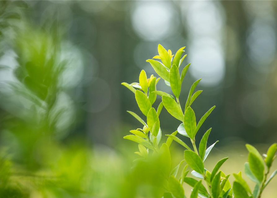 Ilex crenata 'Fastigiata'