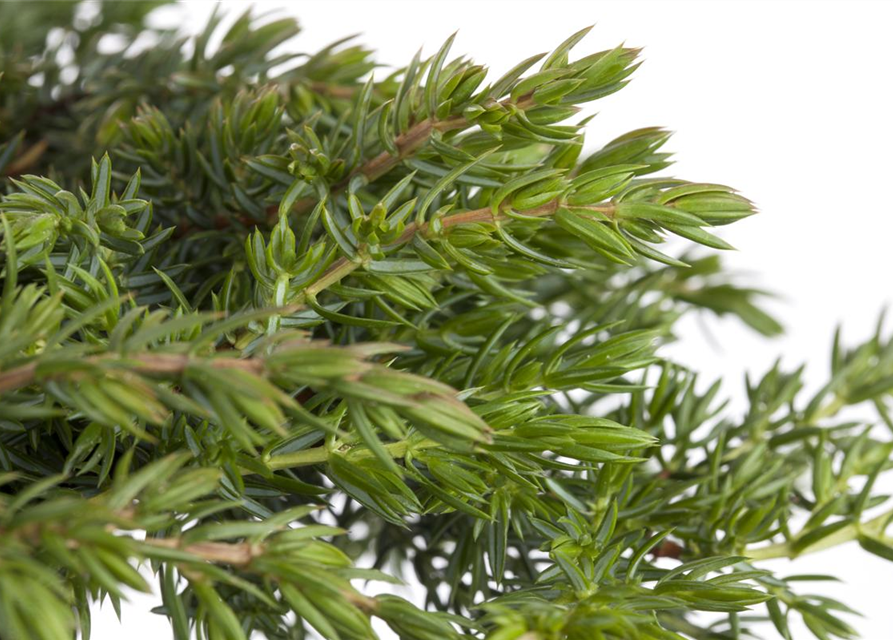 Juniperus communis 'Green Mantle'