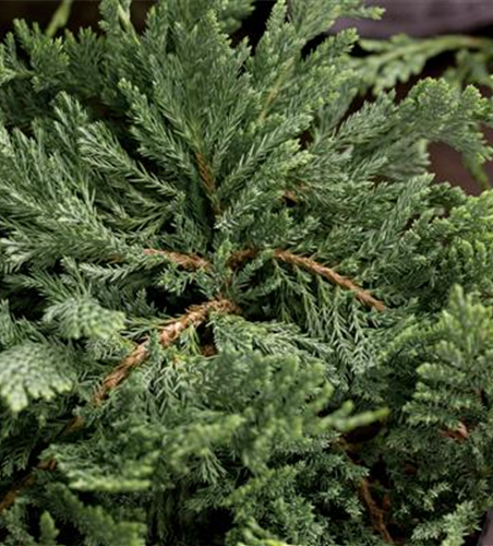 Juniperus horizontalis 'Blue Chip'