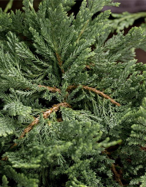 Juniperus horizontalis 'Blue Chip'