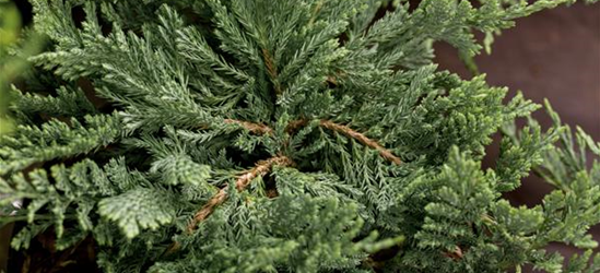 Juniperus horizontalis 'Blue Chip'