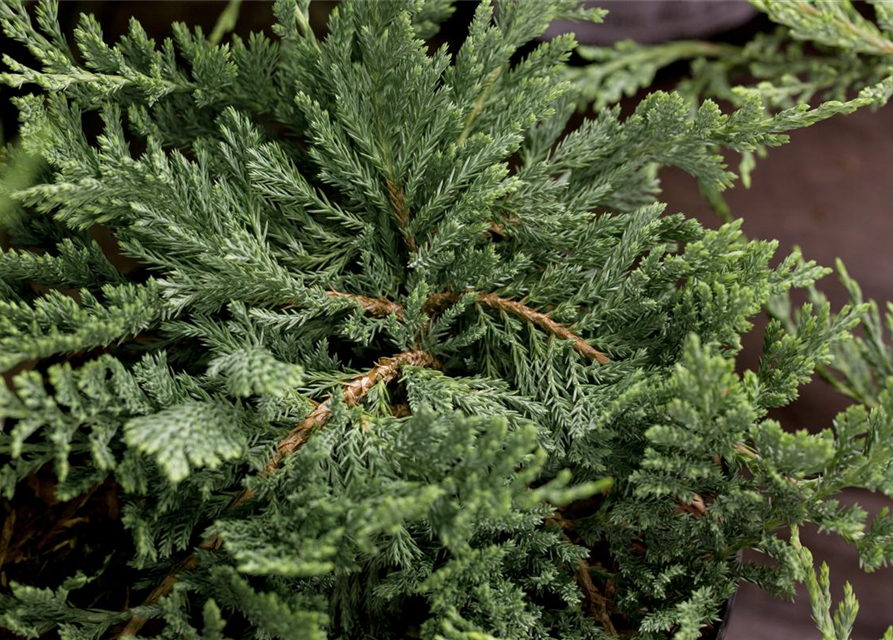 Juniperus horizontalis 'Blue Chip'