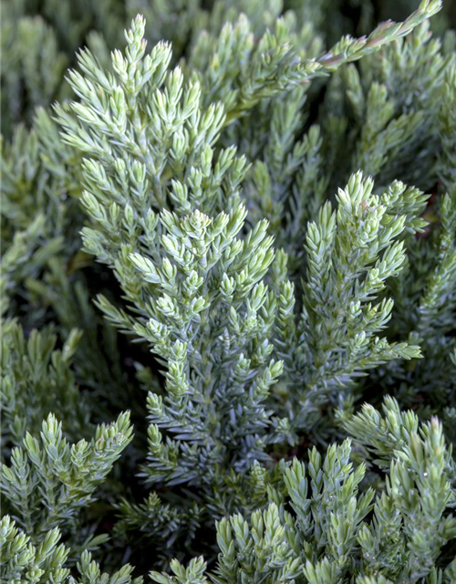 Juniperus horizontalis 'Blue Chip'