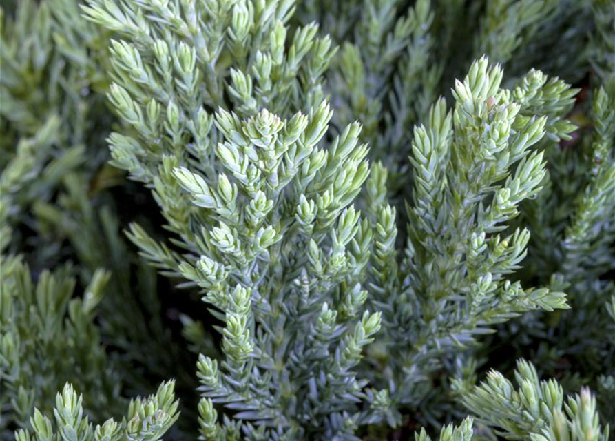 Juniperus horizontalis 'Blue Chip'