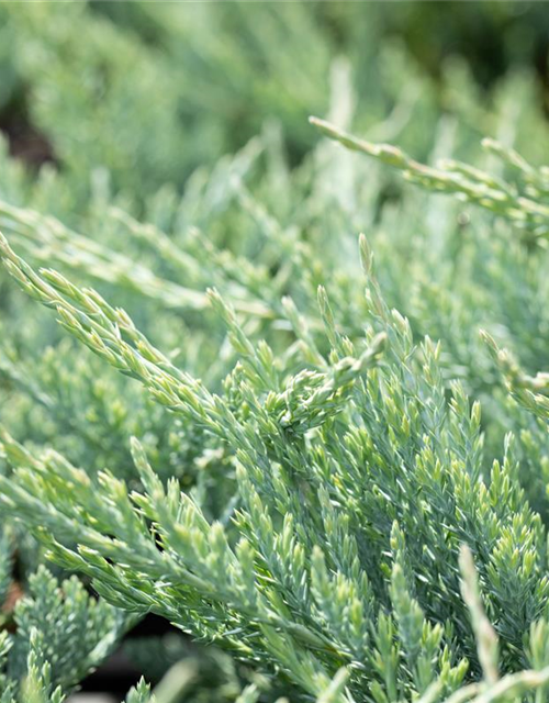 Juniperus horizontalis 'Blue Chip'