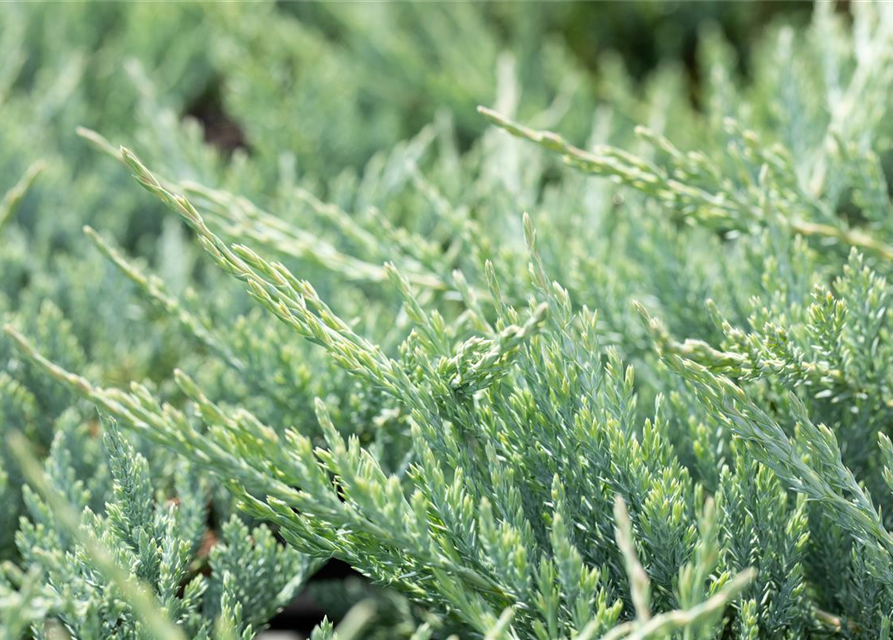 Juniperus horizontalis 'Blue Chip'