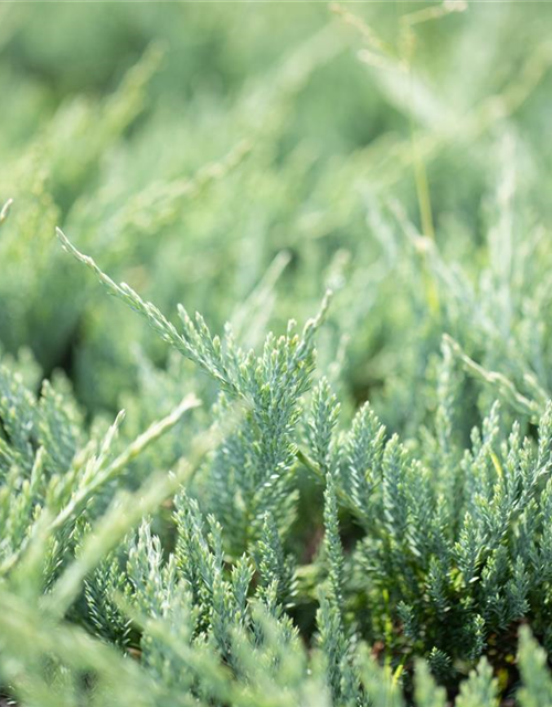 Juniperus horizontalis 'Blue Chip'