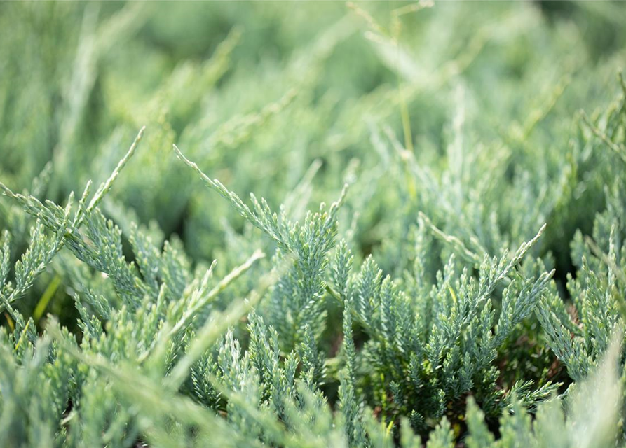 Juniperus horizontalis 'Blue Chip'