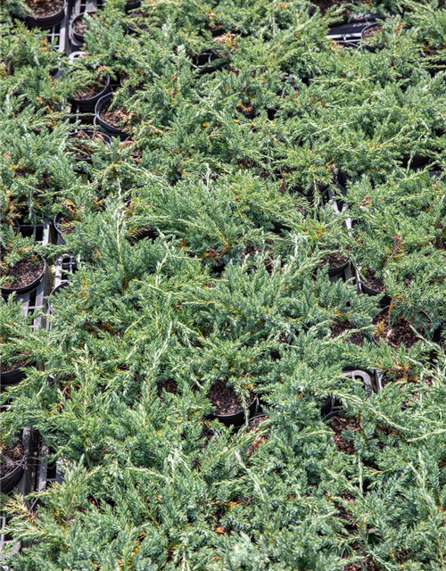 Juniperus horizontalis 'Blue Chip'