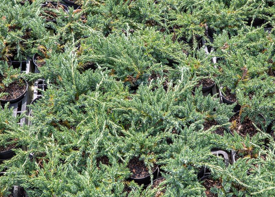 Juniperus horizontalis 'Blue Chip'