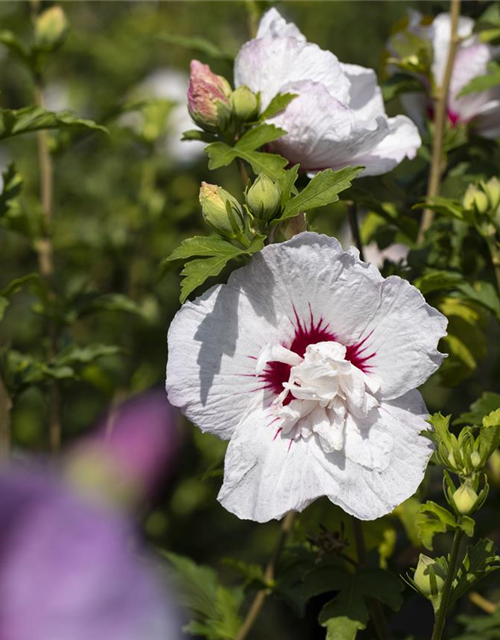 Garteneibisch 'China Chiffon'®