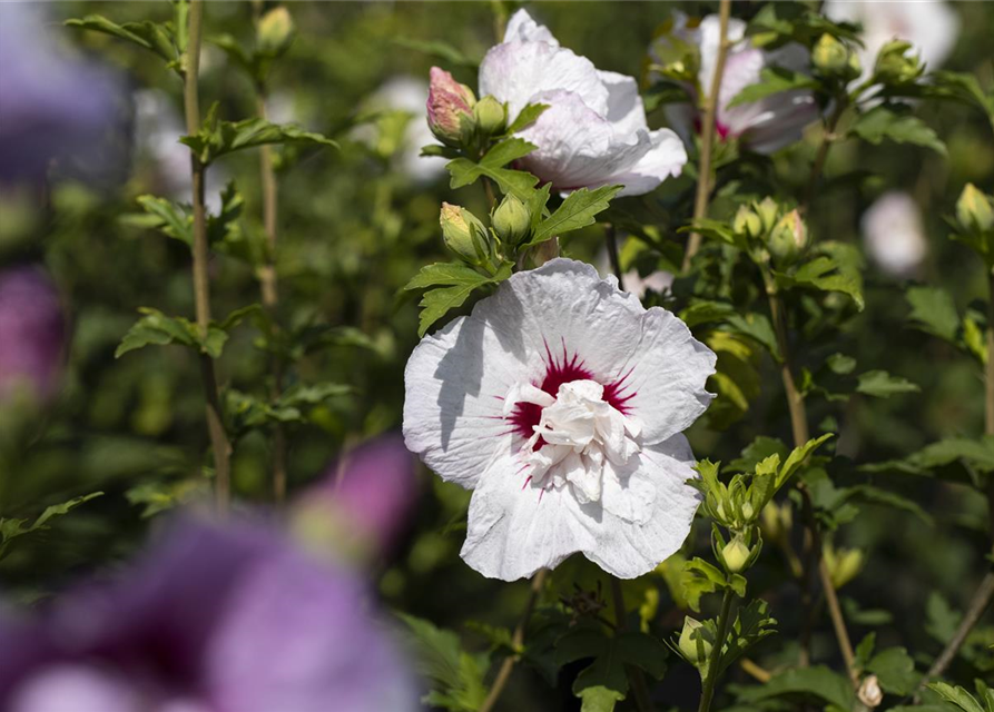 Garteneibisch 'China Chiffon'®