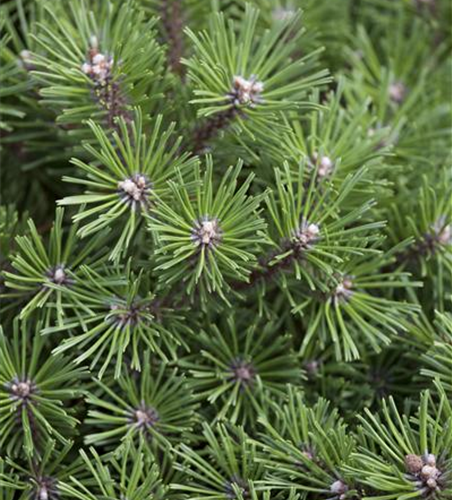 Pinus mugo 'Benjamin'