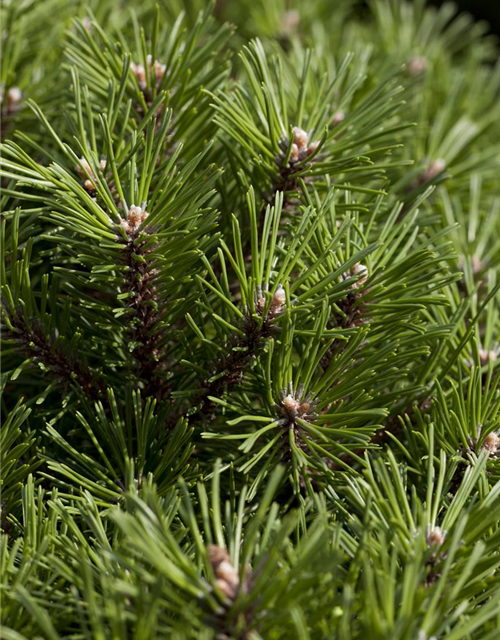 Pinus mugo 'Benjamin'