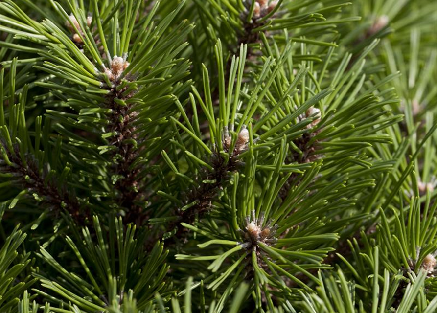 Pinus mugo 'Benjamin'