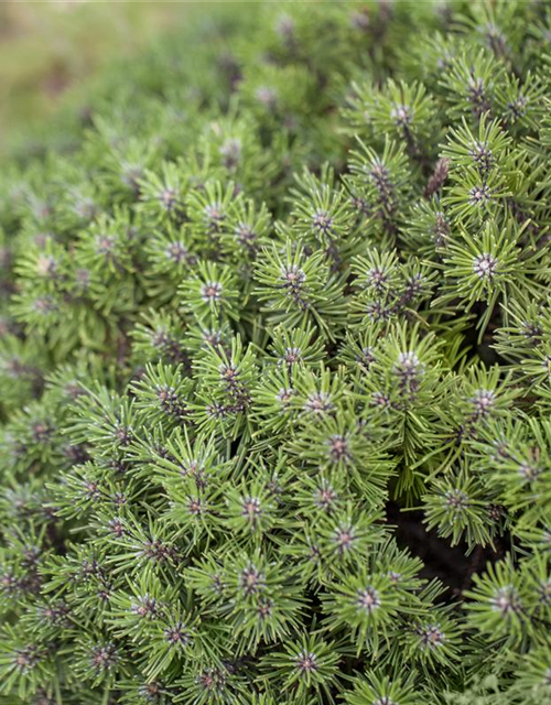 Pinus mugo 'Benjamin'