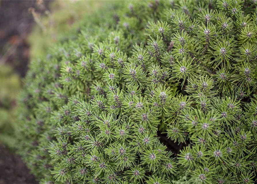 Pinus mugo 'Benjamin'